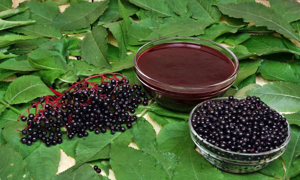 Edible Wild Plants That May Surprise You.