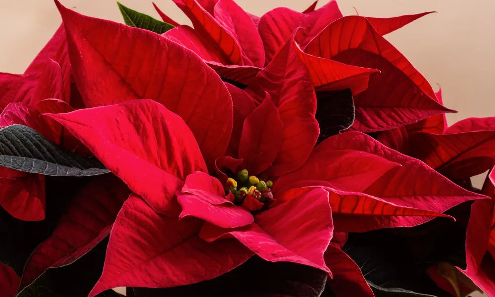 Poinsettia Care: How to Keep a Poinsettia Alive