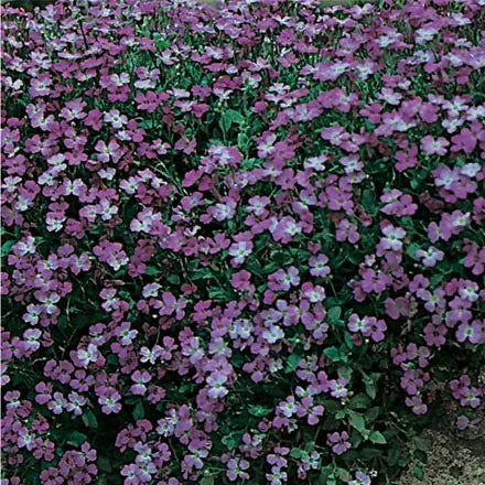 Unwins Aubrietia Purple Cascade