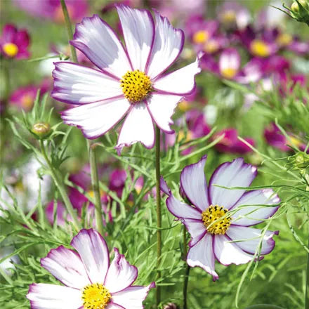 Unwins Cosmos Tip Top Picotee Seeds