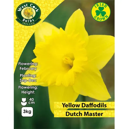 Daffodil Dutch Master 3kg Net