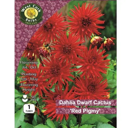 Dahlia Dwarf Cactus 'Red Pigmy' Bulbs