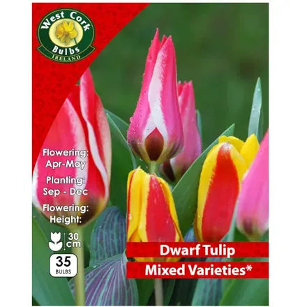 Mixed Dwarf Single Tulips Bulbs