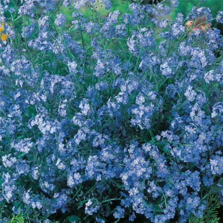 Unwins Forget Me Not Blue Cloud Seeds
