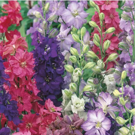 Unwins Larkspur Special Mix Seeds