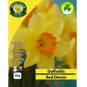 Daffodil Red Devon 3 Kg Net