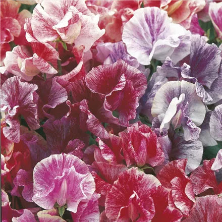 Unwins Sweet Pea "Ripple Mix" Seeds