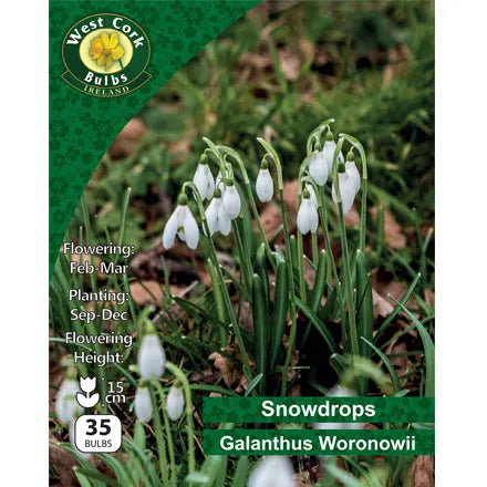 Snowdrop Galanthus Woronowii 35 Bulbs Pack 5/6