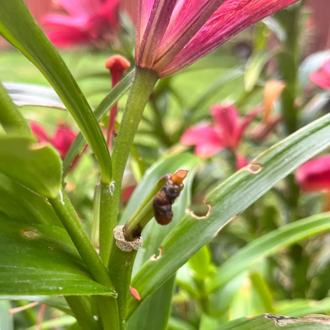 Lily Beetle Larvae