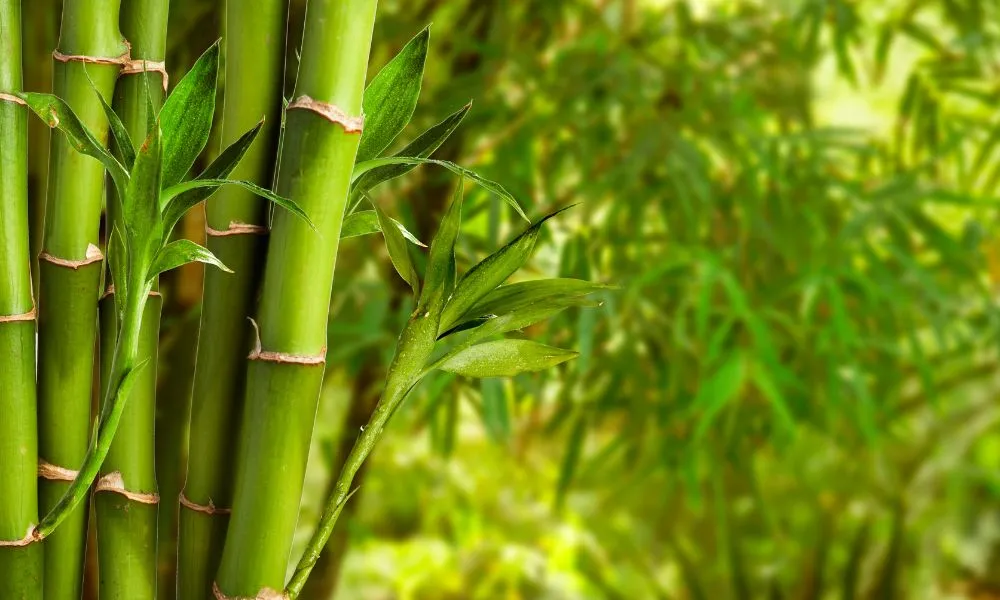 Beautiful Bamboo