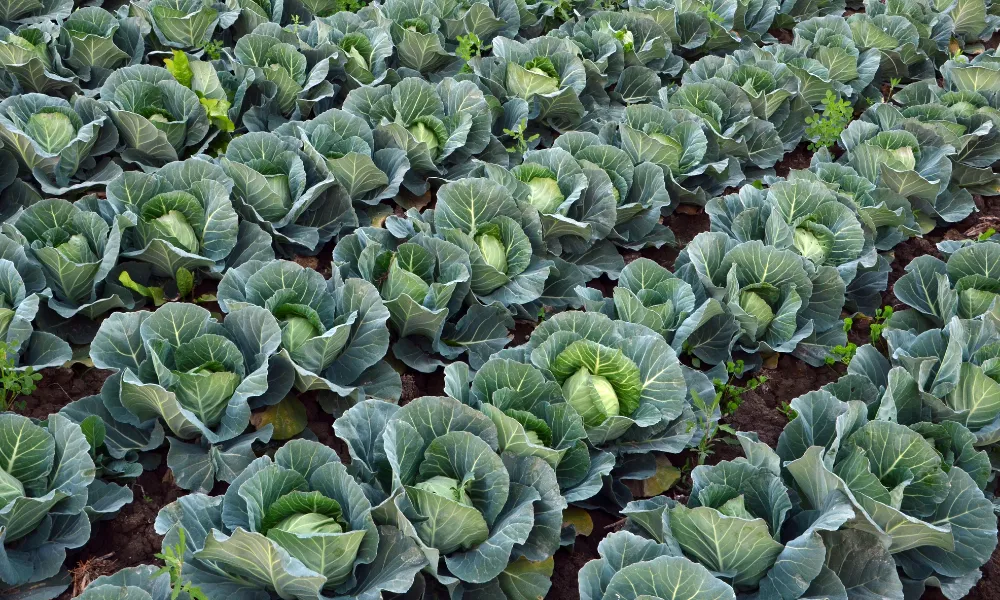 Grow Your Own-Spring Cabbage