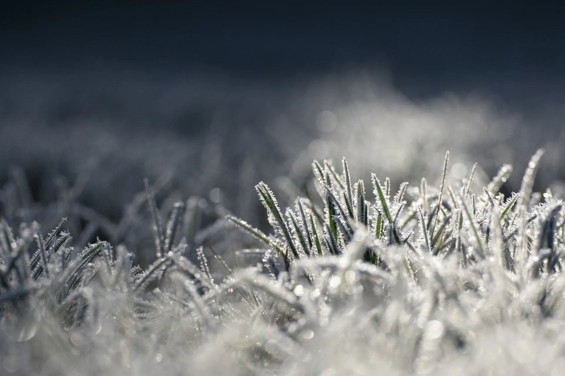 General Storm Preparedness - Frost and Wind Protection