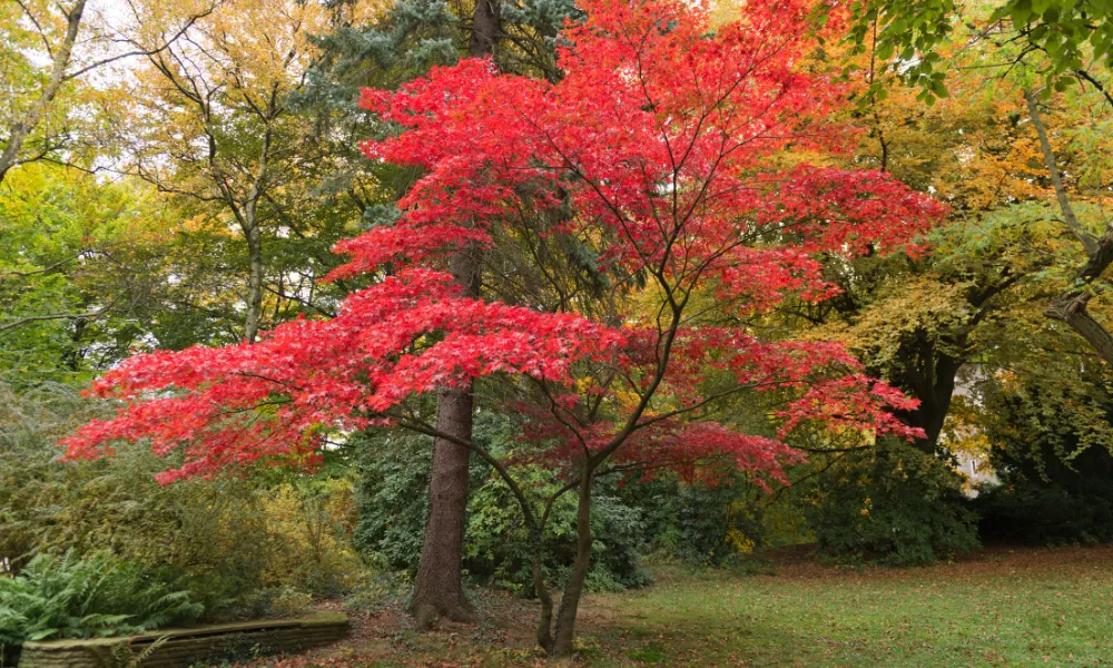 Japanese Maples/Acers (Acer palmatum) 