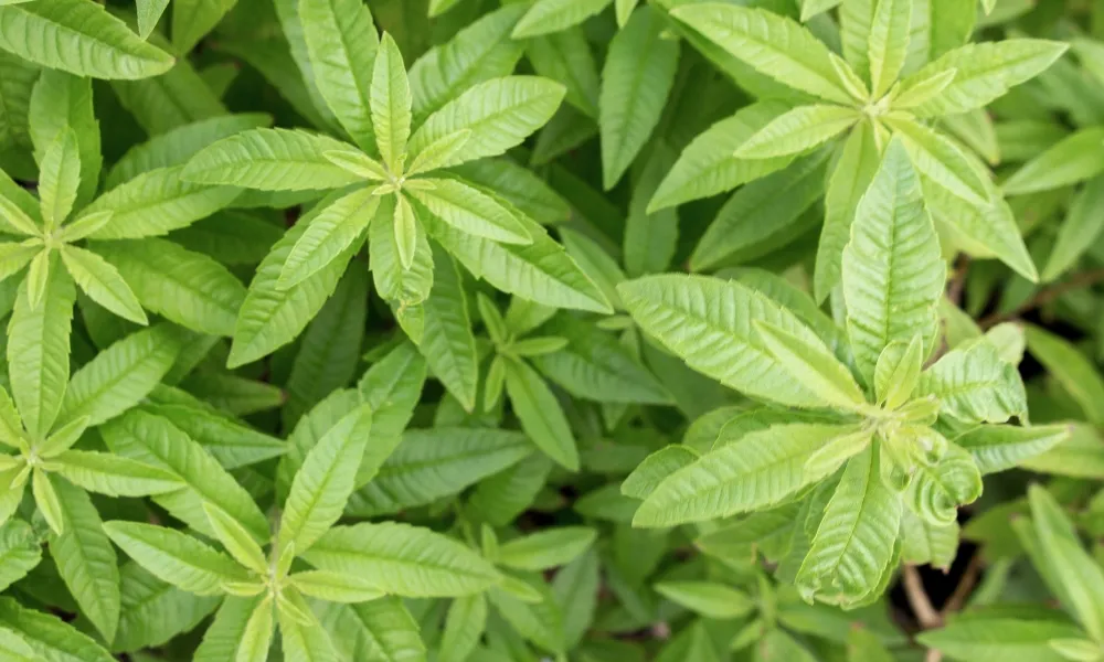 Lemon Verbena
