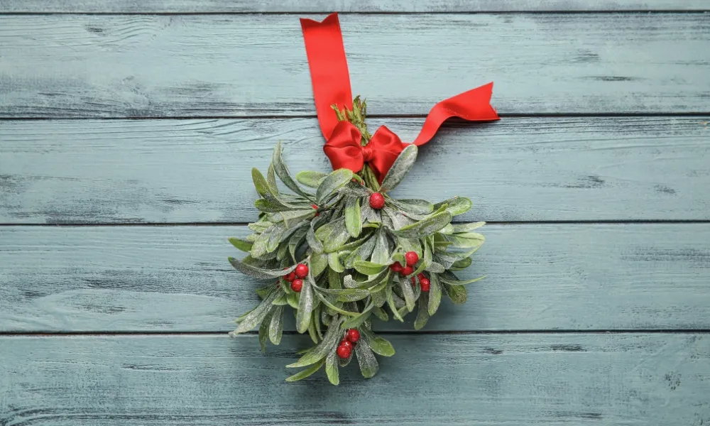 Mistletoe