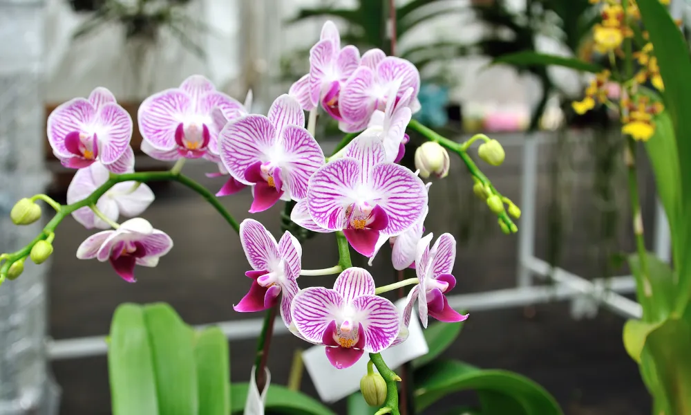 Orchids 