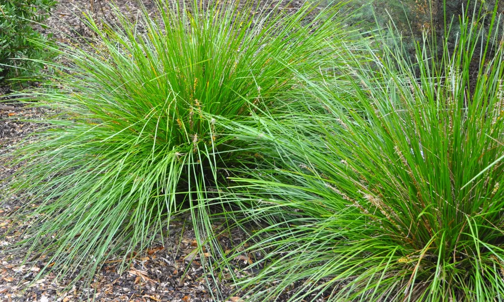 Ornamental Grass