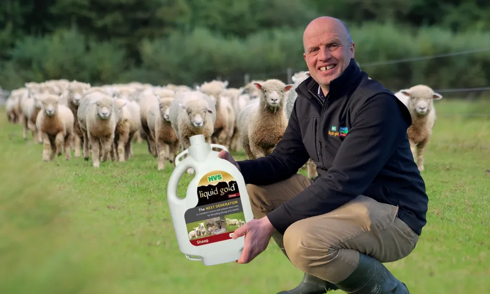 Liquid Gold Sheep - proven to boost early lamb numbers in 2025